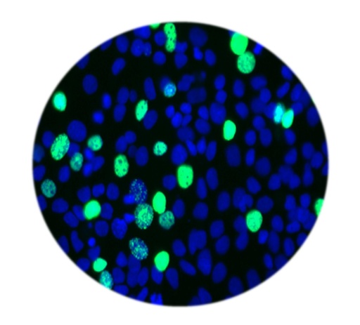 [SA-ASSAY-30] E-Click EdU Cell Proliferation Flow Cytometry Assay Kit (Green, FITC)